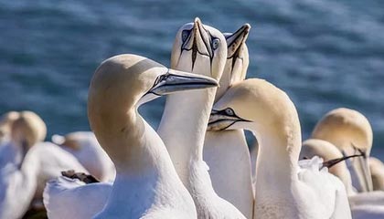 -曼联正式宣布签约逆天前锋，转会市场火热，曼联引进前锋