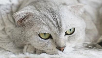 -曼联正式宣布签约逆天前锋，转会市场火热，曼联引进前锋